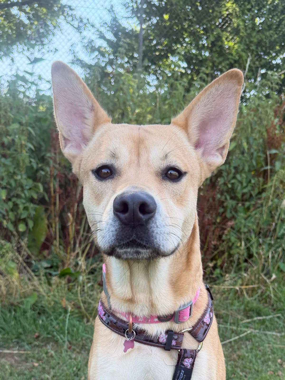Lark, female 3yo Husky for adoption at RSPCA Brighton & The Heart of Sussex