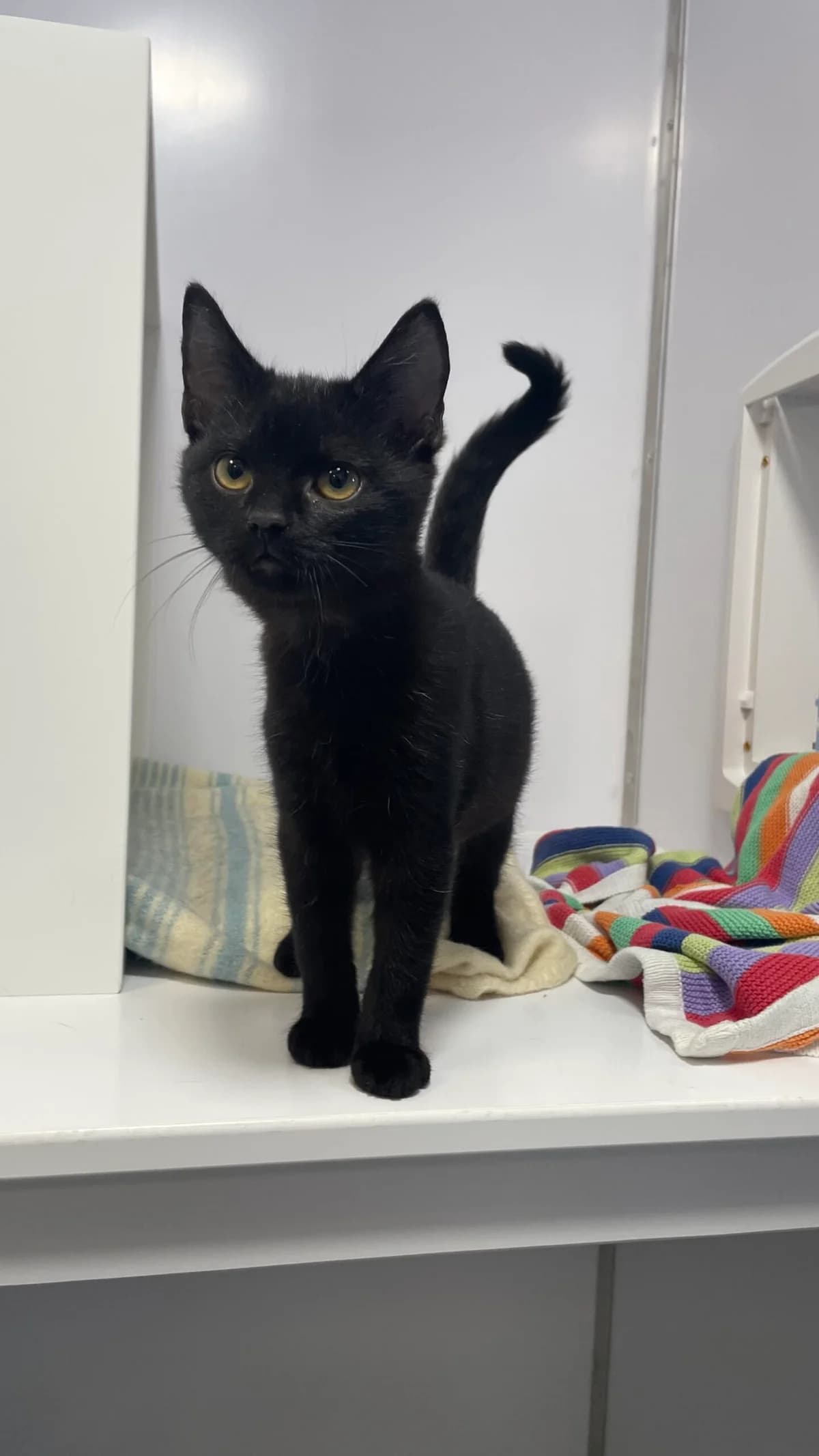 Lesley, female puppy Mixed Breed Cat for adoption at RSPCA Brighton & The Heart of Sussex