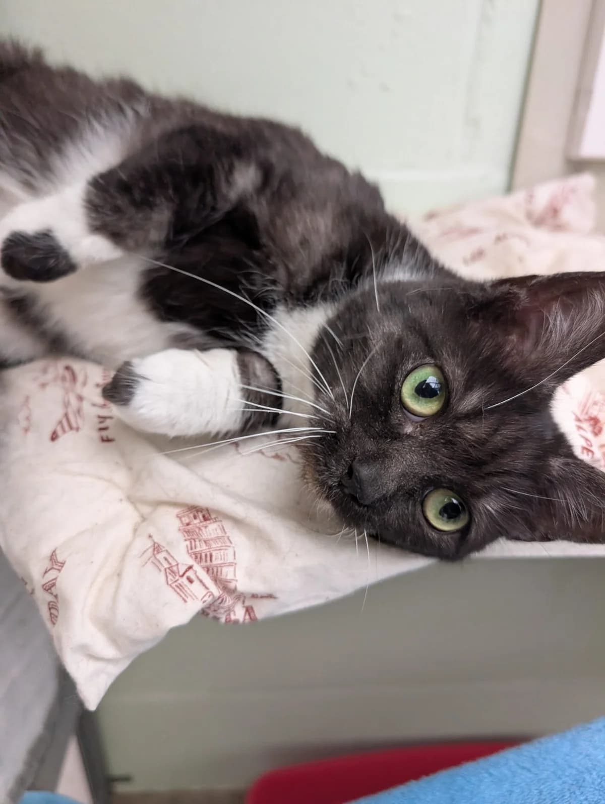Lilly, female young Mixed Breed Cat for adoption at RSPCA Brighton & The Heart of Sussex