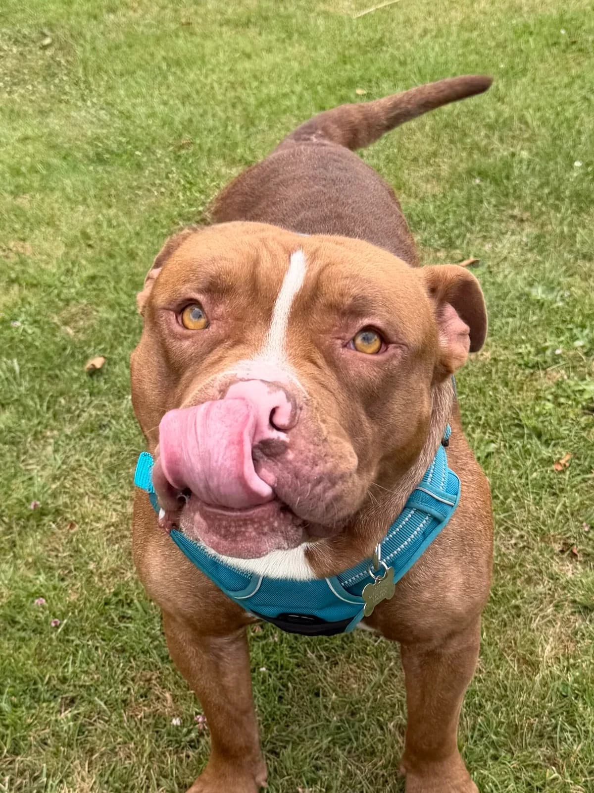 Loon, young Staffordshire Bull Terrier for adoption at RSPCA Brighton & The Heart of Sussex