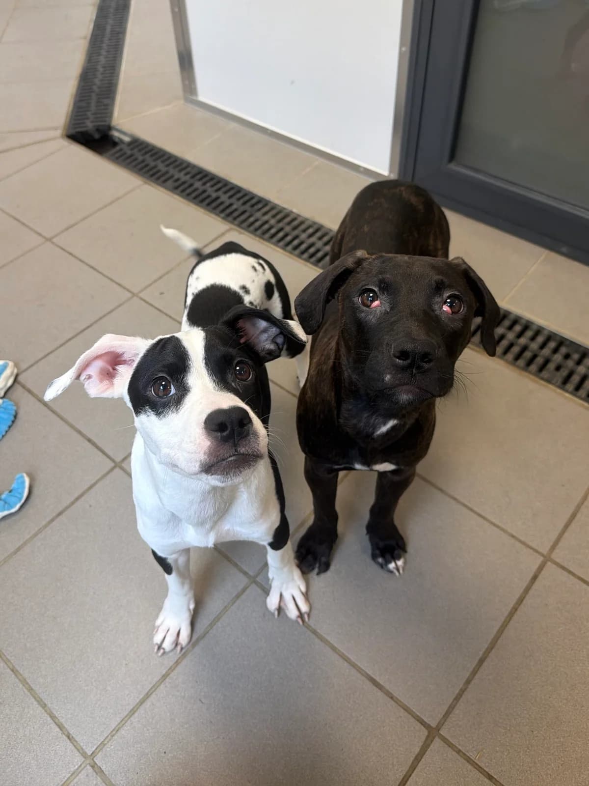 Magpie & Starling, female puppy Mixed Breed for adoption at RSPCA Brighton & The Heart of Sussex