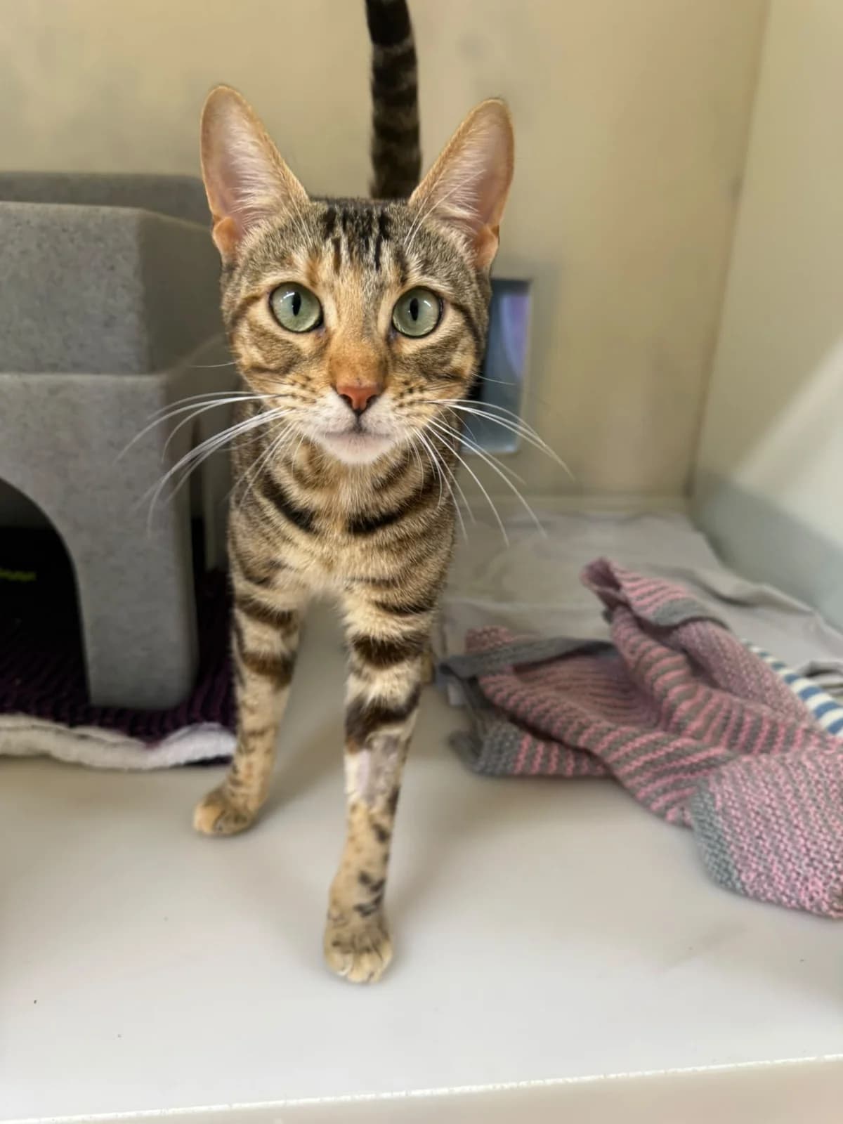 Martha, female young Bengal for adoption at RSPCA Brighton & The Heart of Sussex