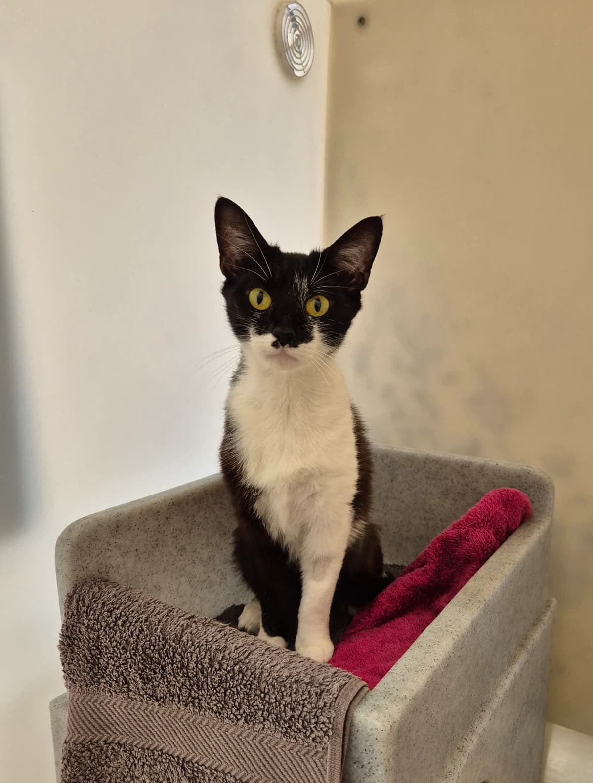 May, female young Mixed Breed Cat for adoption at RSPCA Brighton & The Heart of Sussex