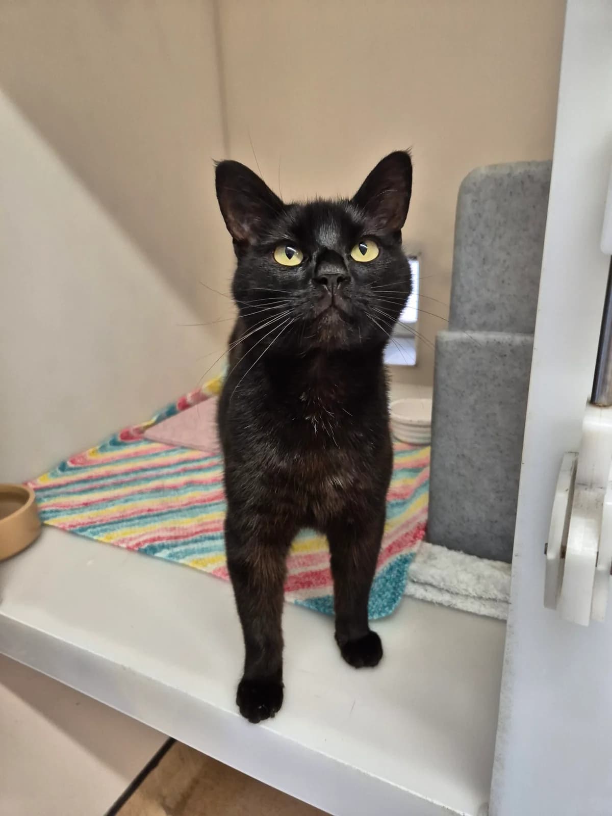 Mila, female 7yo Mixed Breed Cat for adoption at RSPCA Brighton & The Heart of Sussex