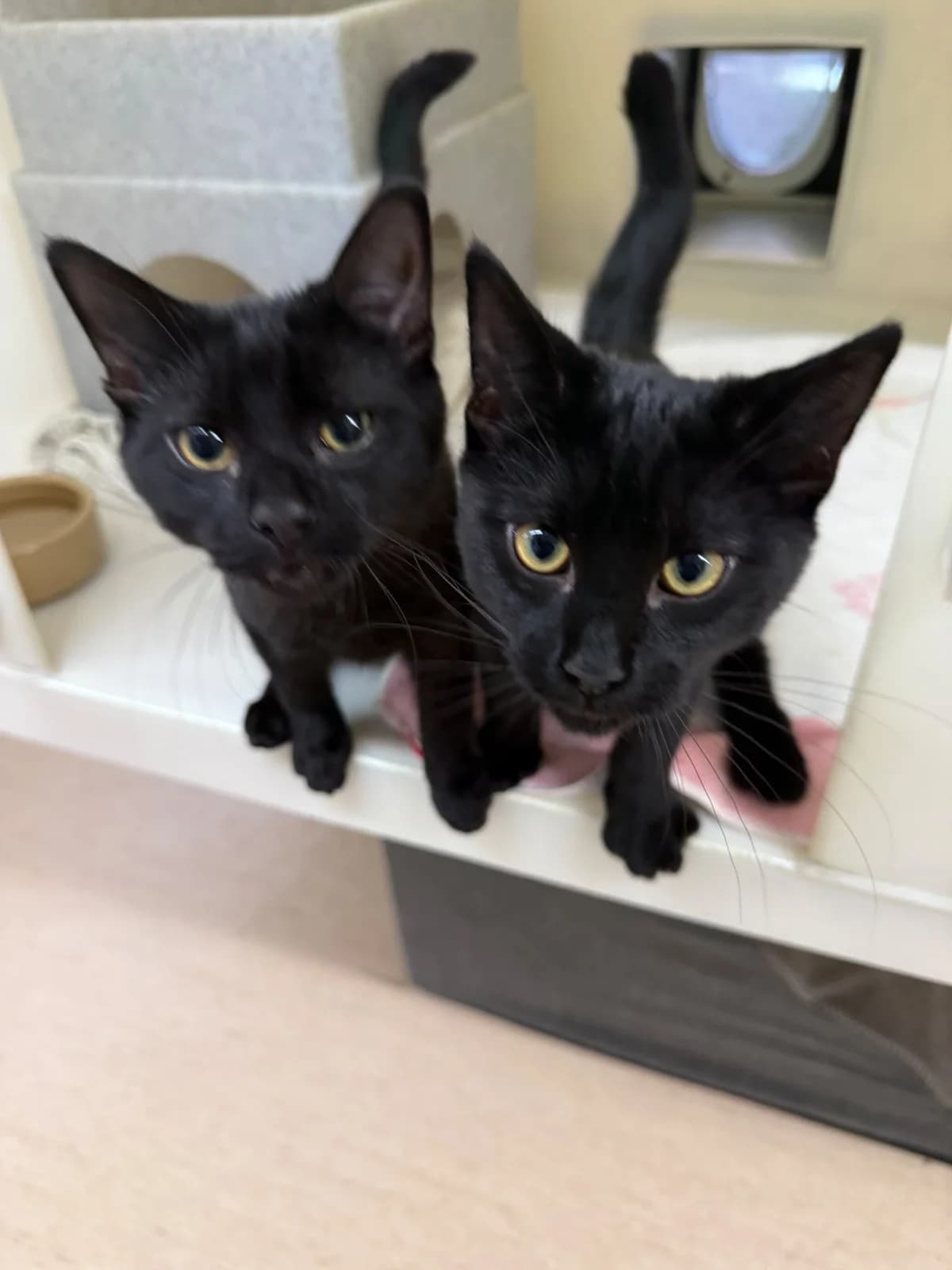 Miso &, male puppy Mixed Breed Cat for adoption at RSPCA Brighton & The Heart of Sussex