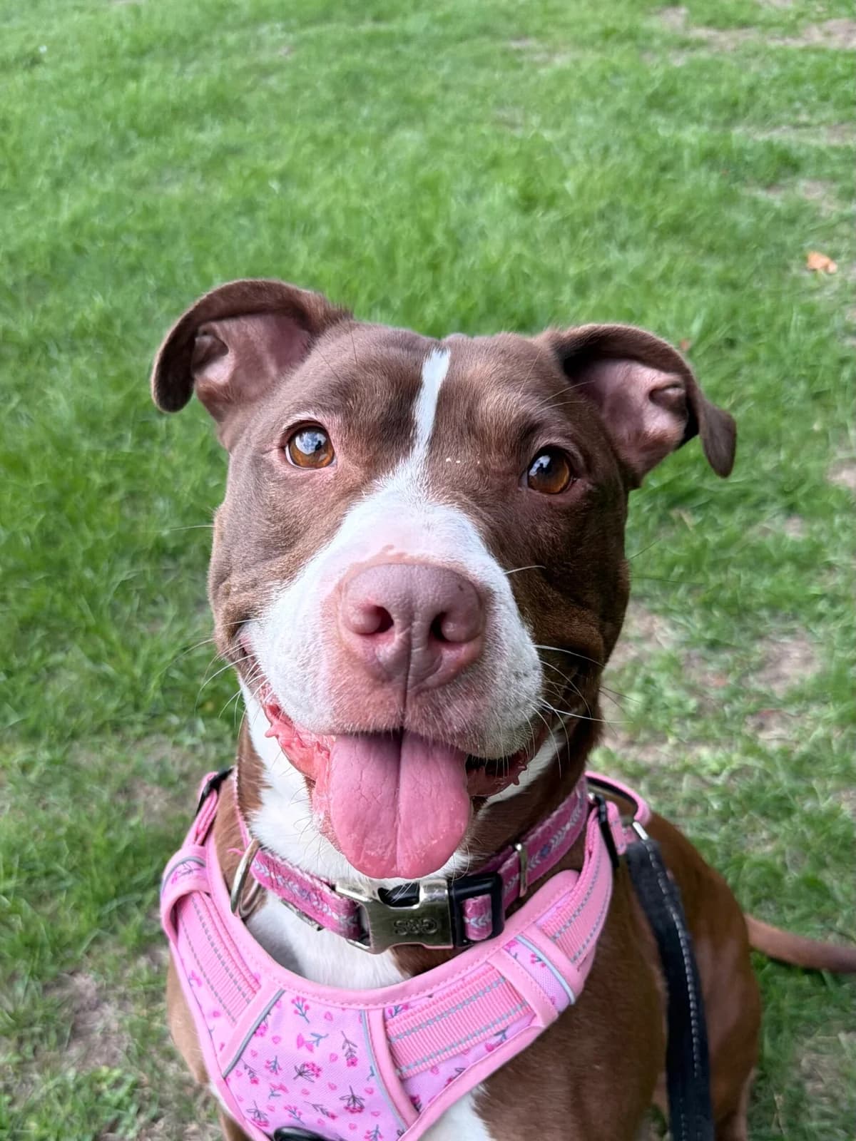 Miss Meatball, female 4yo mixed breed for adoption at RSPCA Brighton & The Heart of Sussex