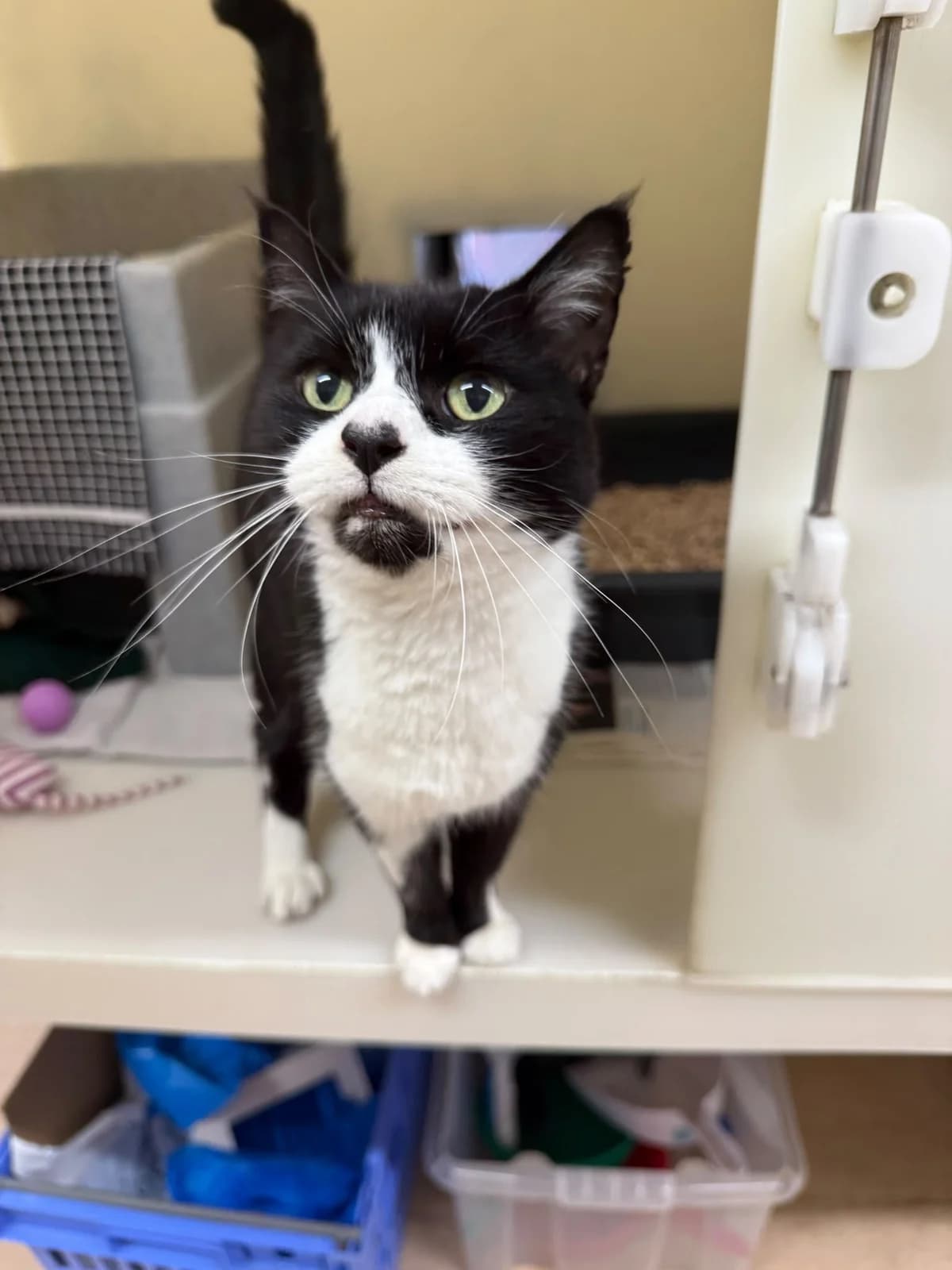 Missy, female senior Mixed Breed Cat for adoption at RSPCA Brighton & The Heart of Sussex