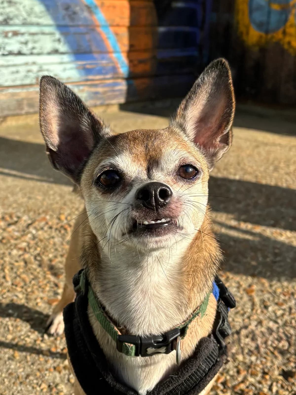 Mocha, male 3yo Chihuahua for adoption at RSPCA Brighton & The Heart of Sussex