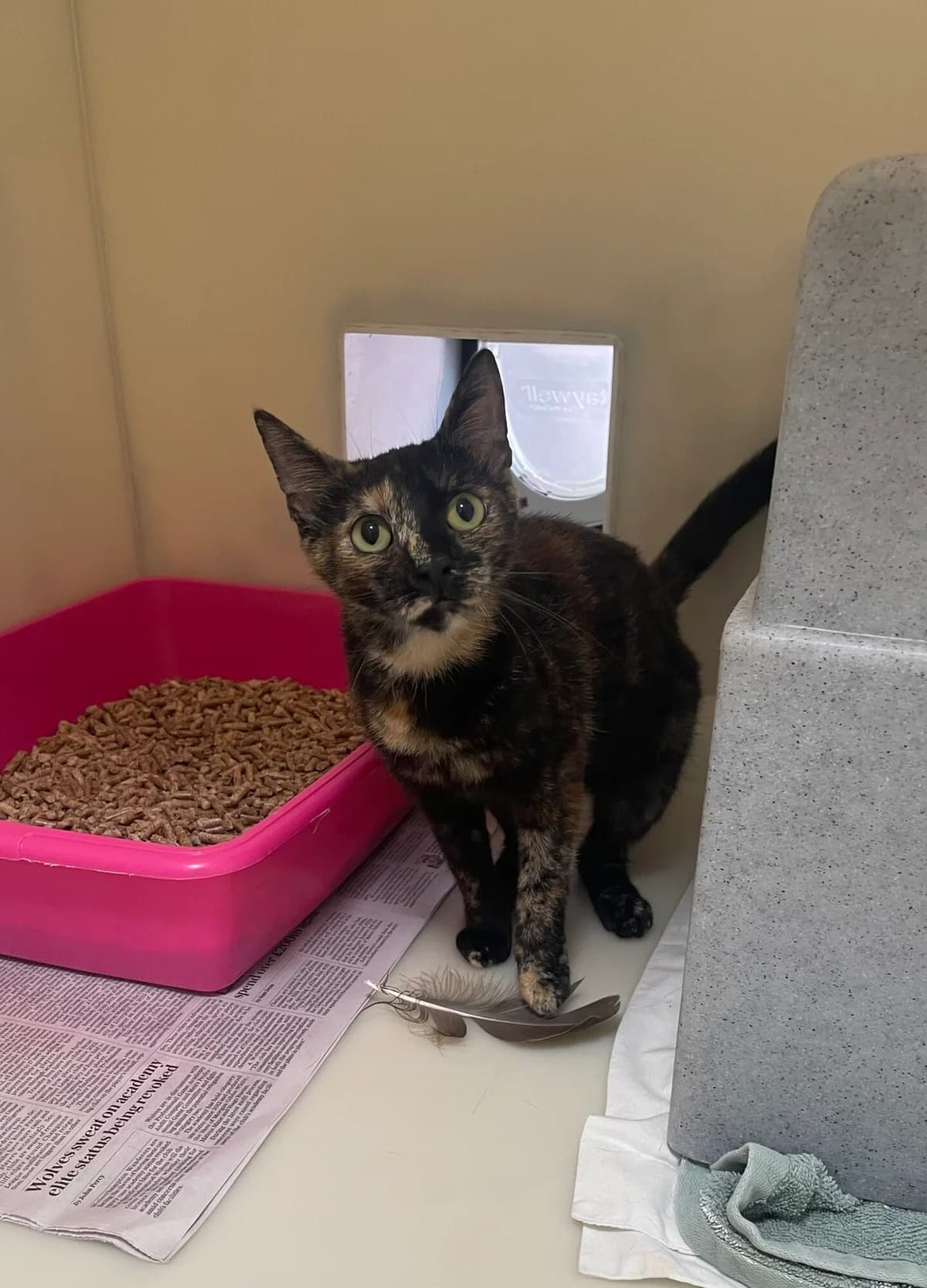 Molly, female young Mixed Breed Cat for adoption at RSPCA Brighton & The Heart of Sussex