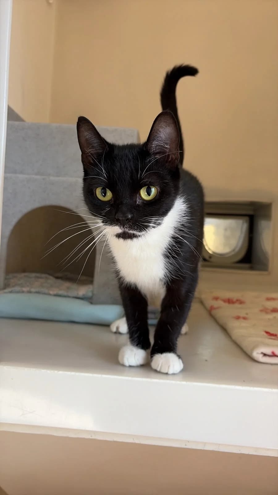 Nancy, female young Mixed Breed Cat for adoption at RSPCA Brighton & The Heart of Sussex