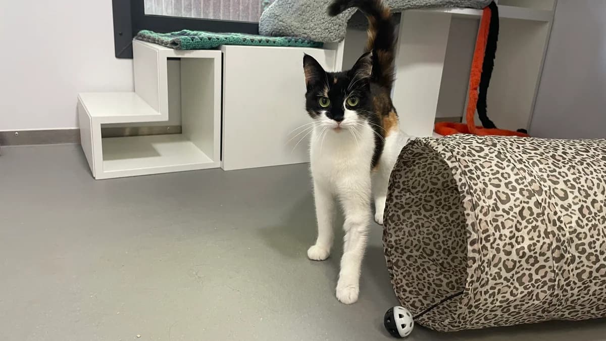 Pandora, female young Mixed Breed Cat for adoption at RSPCA Brighton & The Heart of Sussex