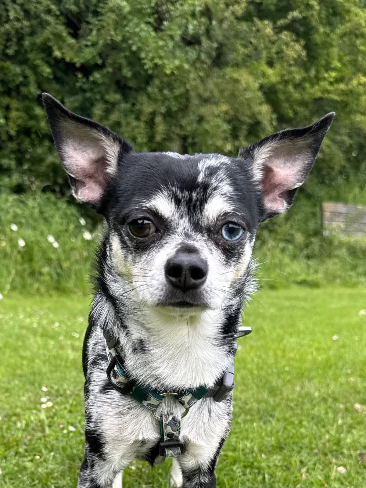 Pascal, male young Chihuahua for adoption at RSPCA Brighton & The Heart of Sussex
