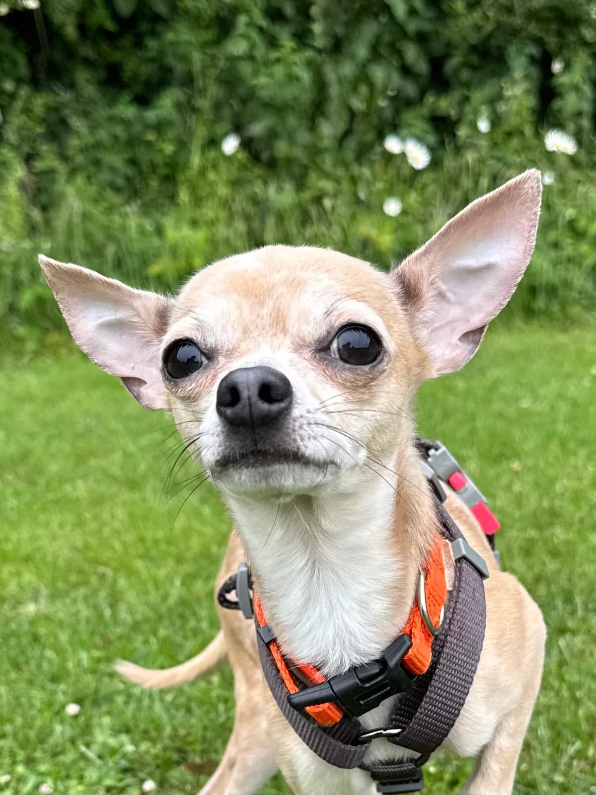 Patrick, male young Chihuahua for adoption at RSPCA Brighton & The Heart of Sussex