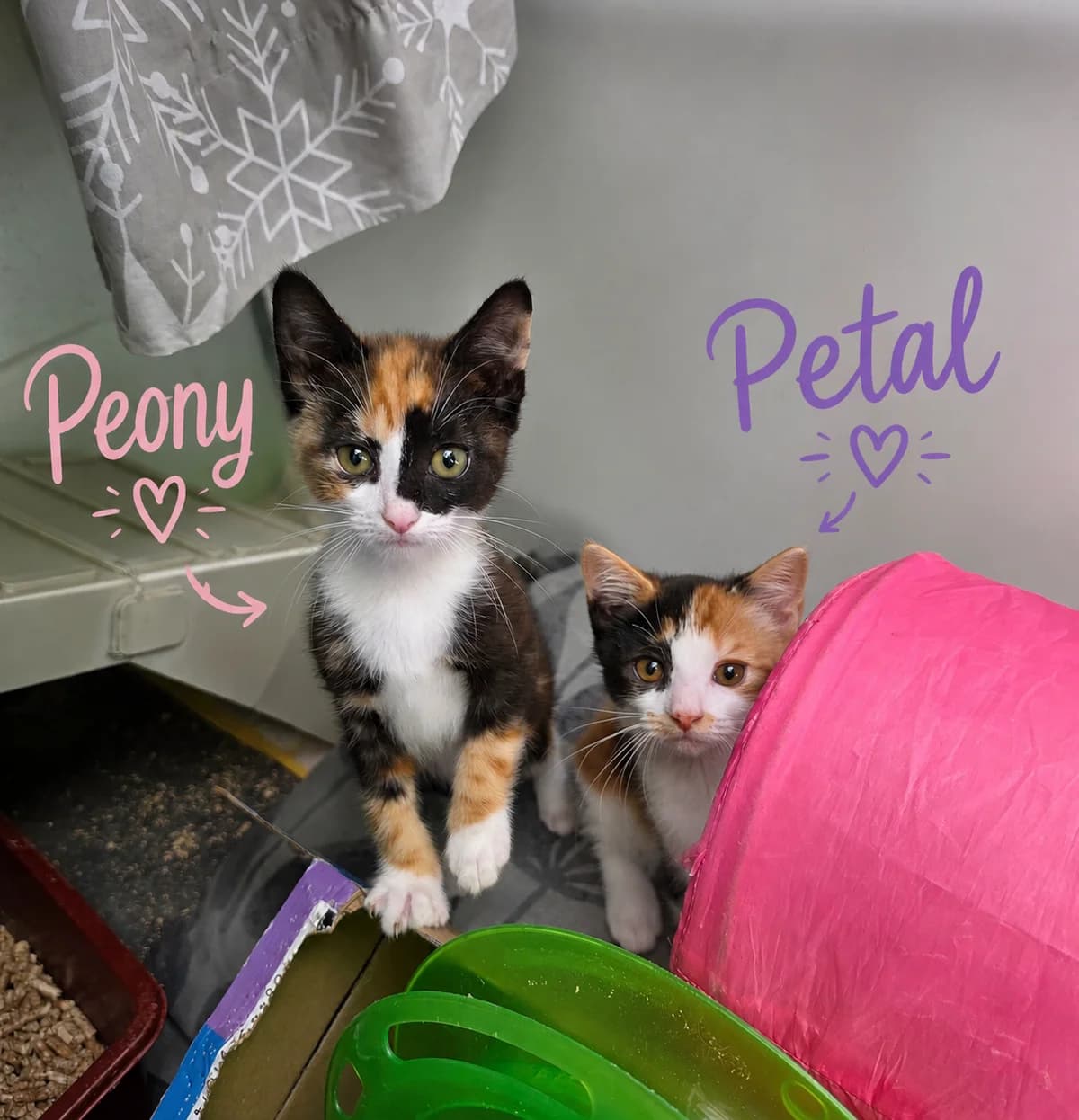 Peony and Petal, female puppy Mixed Breed Cat for adoption at RSPCA Brighton & The Heart of Sussex