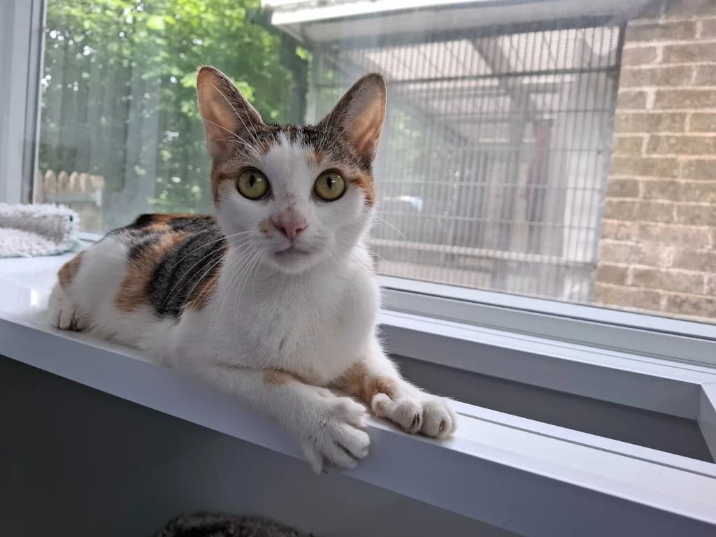 Philadelphia, female young Mixed Breed Cat for adoption at RSPCA Brighton & The Heart of Sussex