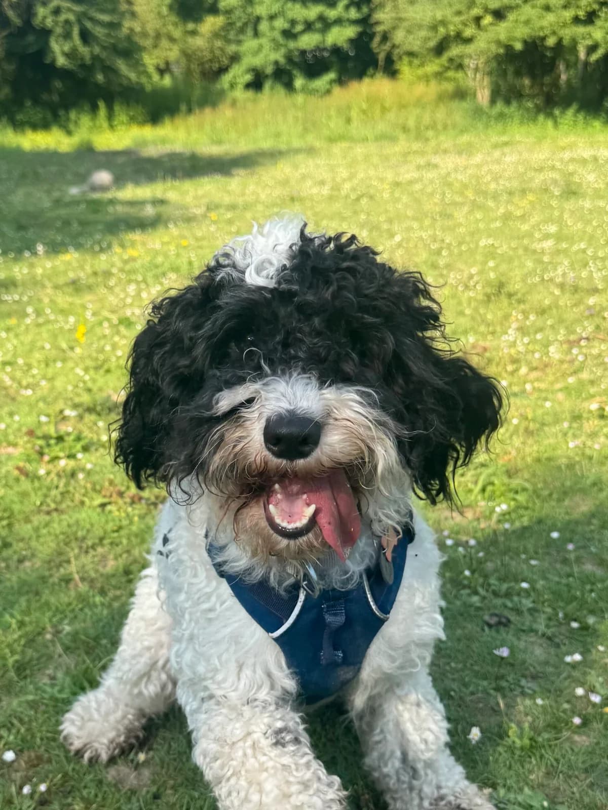 Pipit, male puppy Poodle for adoption at RSPCA Brighton & The Heart of Sussex