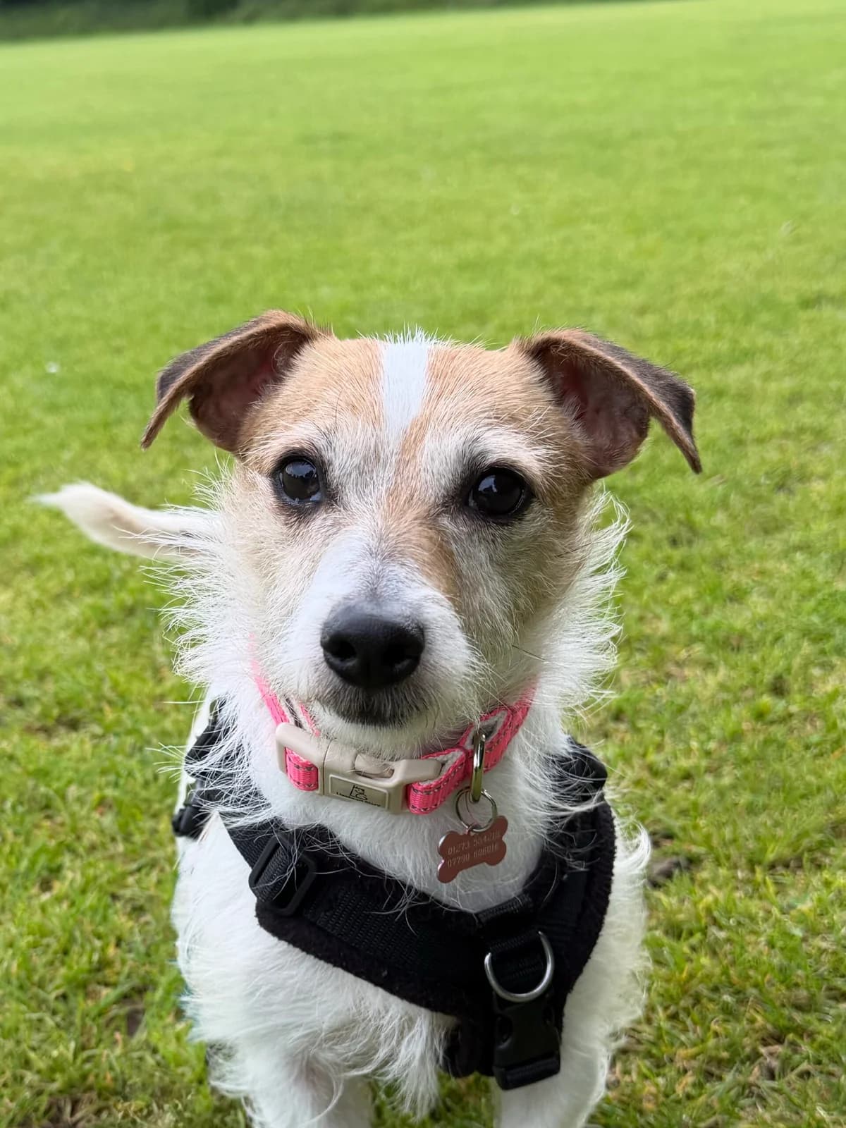 Puffin, female senior Jack Russell Terrier for adoption at RSPCA Brighton & The Heart of Sussex