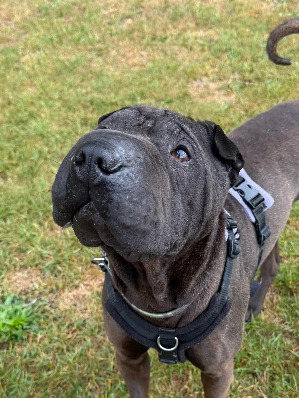 Quaver, male 5yo Shar Pei for adoption at RSPCA Brighton & The Heart of Sussex