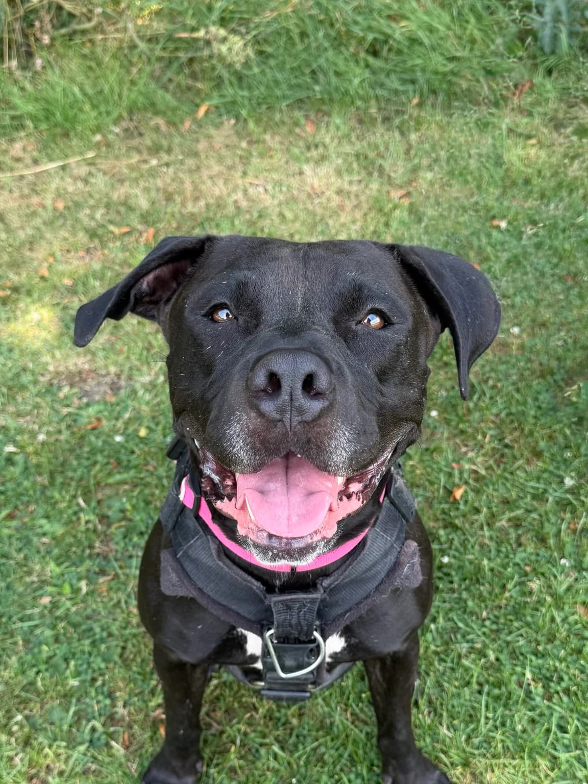 Raven, female 4yo Mastiff for adoption at RSPCA Brighton & The Heart of Sussex
