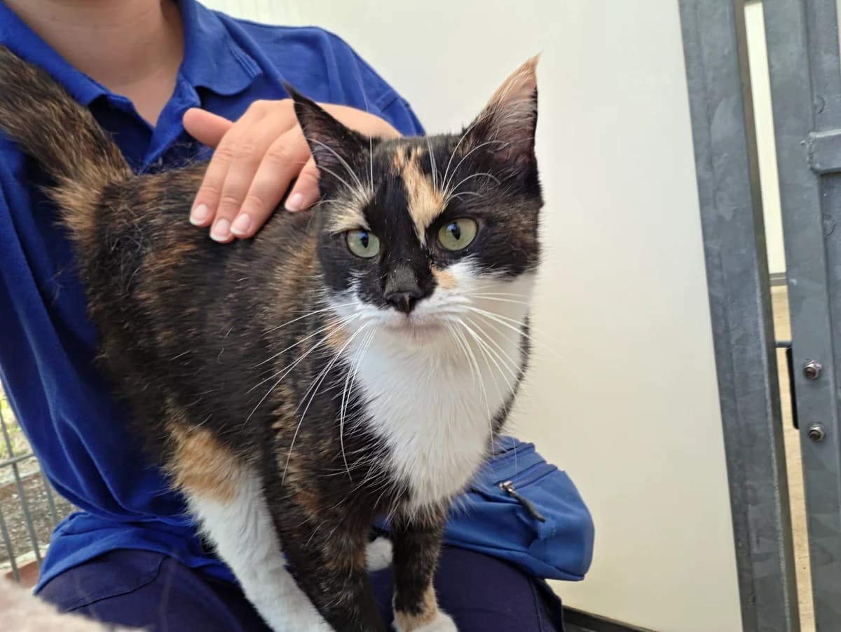 Ruby, female young Mixed Breed Cat for adoption at RSPCA Brighton & The Heart of Sussex