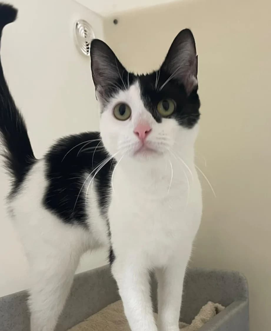 Sadie, female young Mixed Breed Cat for adoption at RSPCA Brighton & The Heart of Sussex