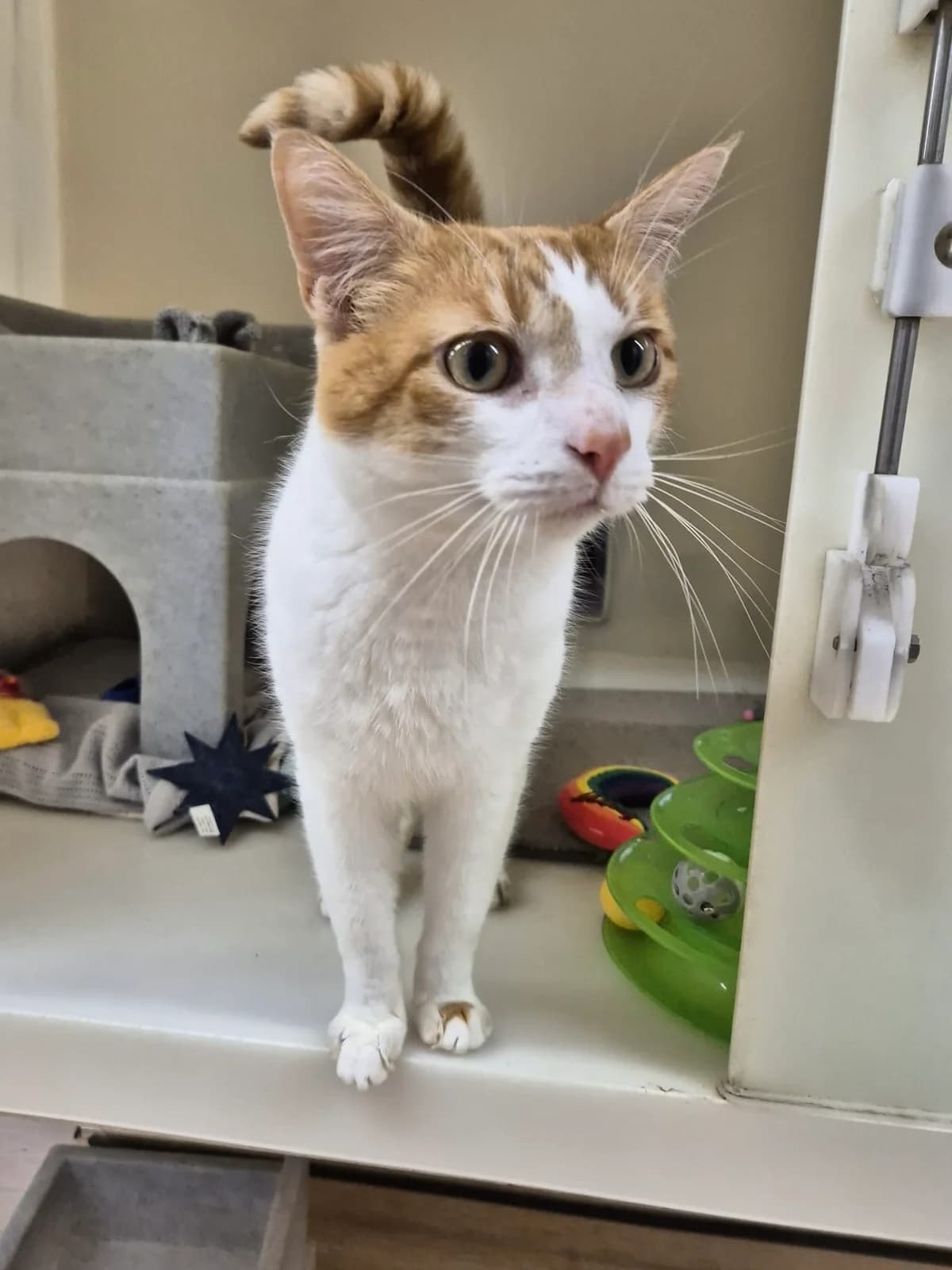 Salem, male 5yo Mixed Breed Cat for adoption at RSPCA Brighton & The Heart of Sussex