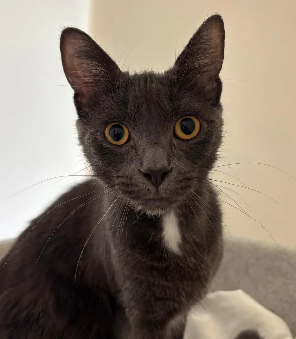 Seneca, male puppy Mixed Breed Cat for adoption at RSPCA Brighton & The Heart of Sussex