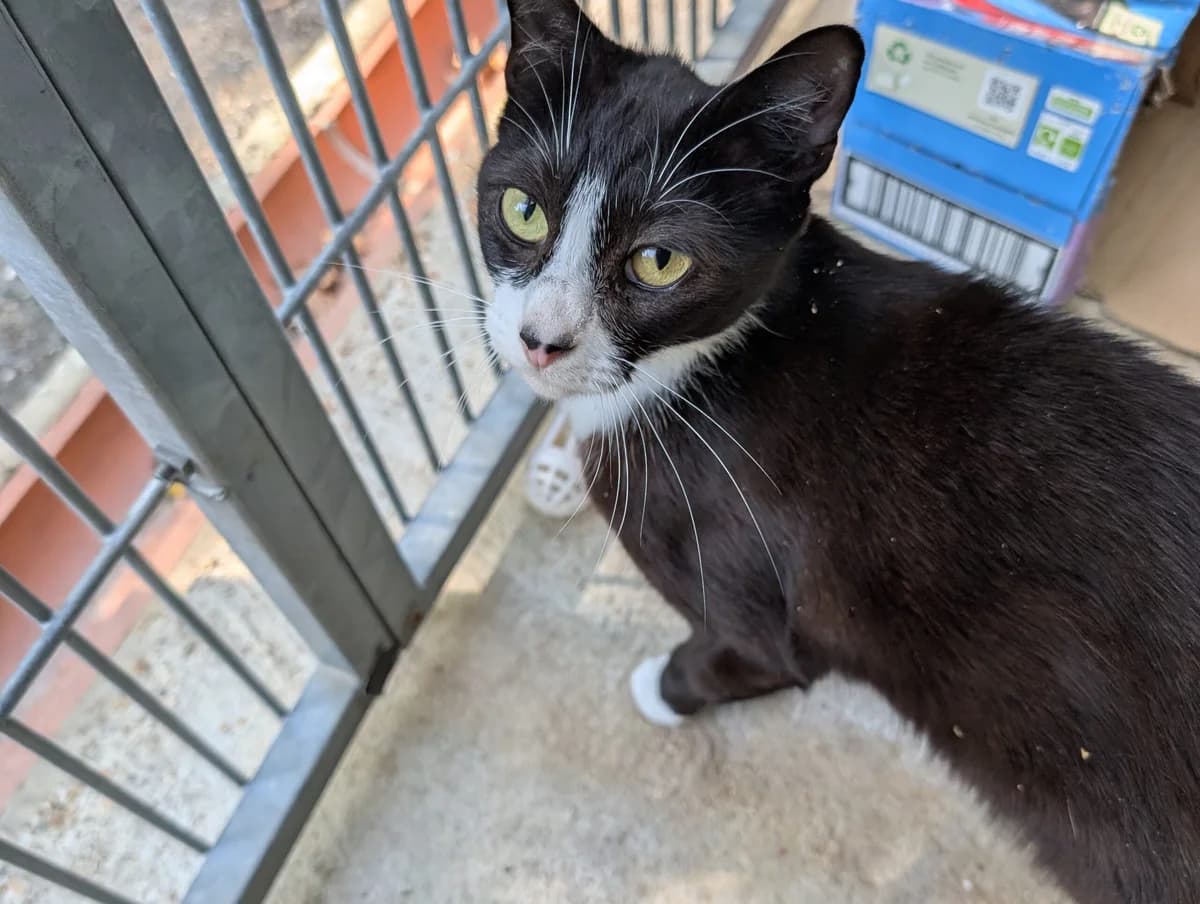 Shansi, female young Mixed Breed Cat for adoption at RSPCA Brighton & The Heart of Sussex
