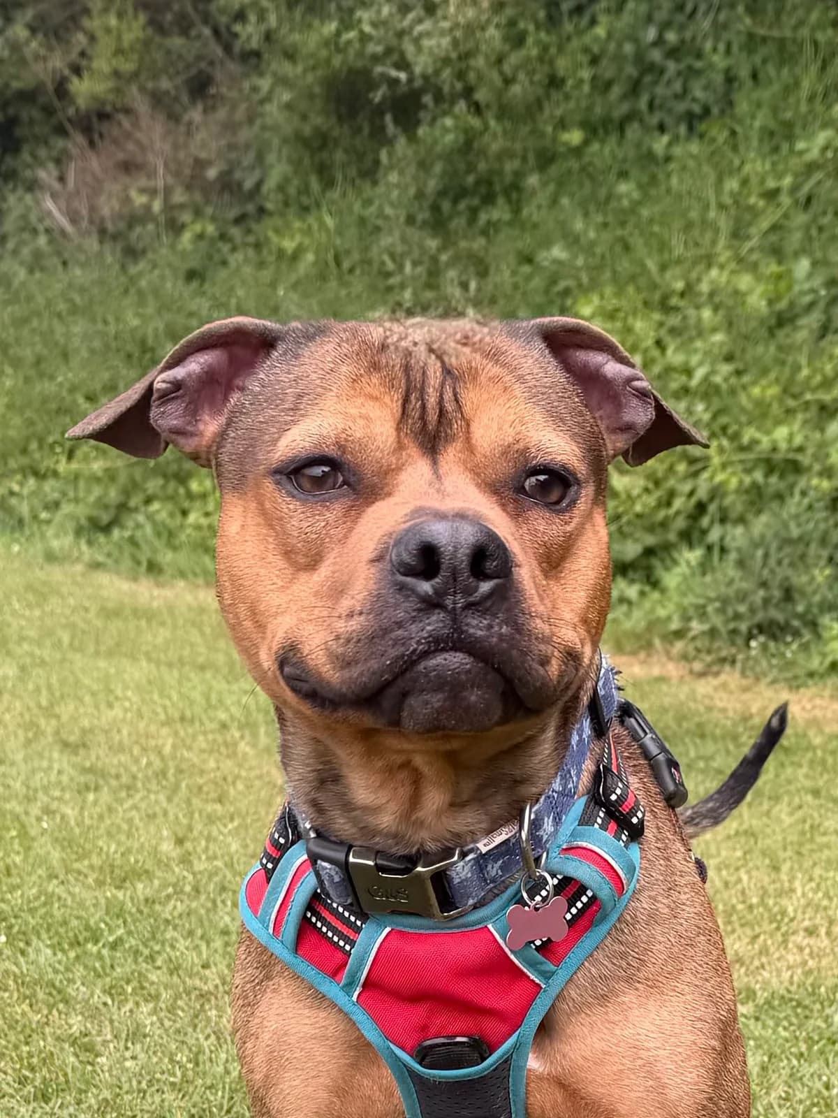 Snorkel, male young Staffordshire Bull Terrier for adoption at RSPCA Brighton & The Heart of Sussex