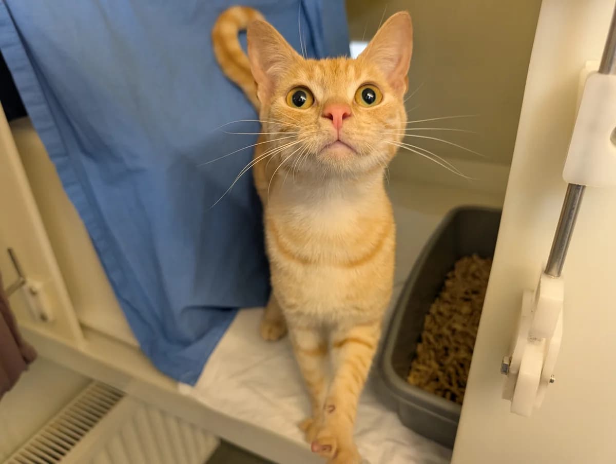 Sony, male young Mixed Breed Cat for adoption at RSPCA Brighton & The Heart of Sussex