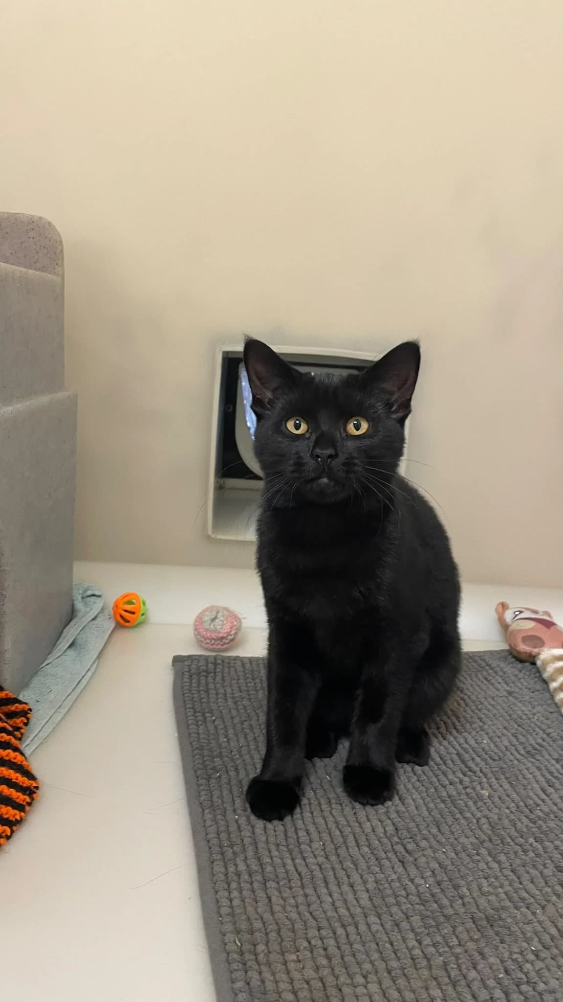 Soya, female puppy Mixed Breed Cat for adoption at RSPCA Brighton & The Heart of Sussex