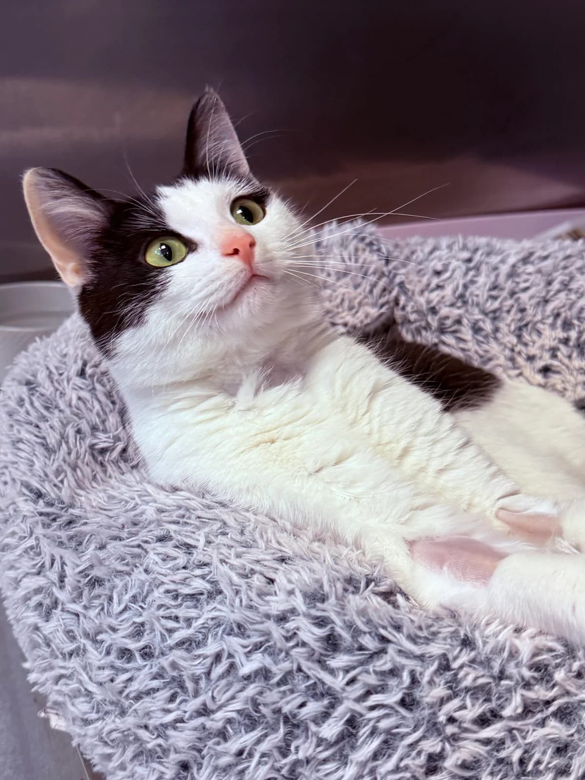 Squash, female puppy Mixed Breed Cat for adoption at RSPCA Brighton & The Heart of Sussex