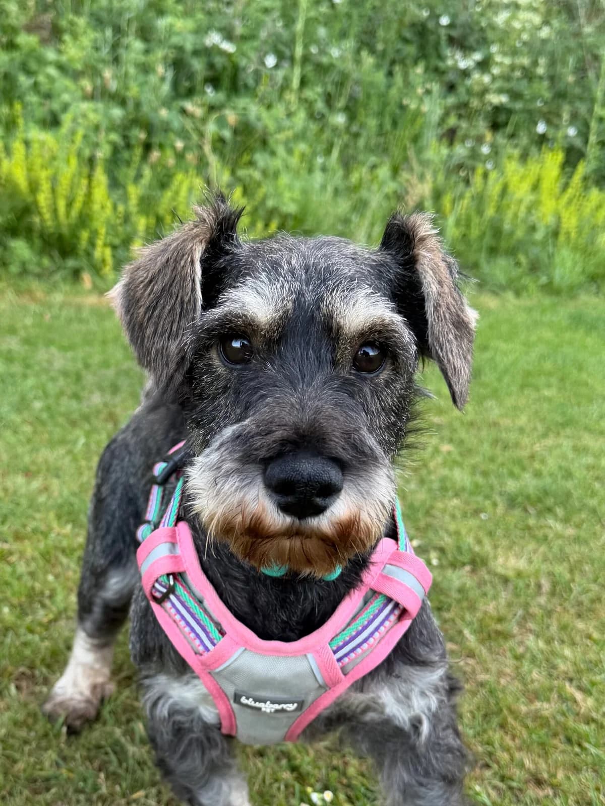 Tetra, female 4yo Miniature Schnauzer for adoption at RSPCA Brighton & The Heart of Sussex