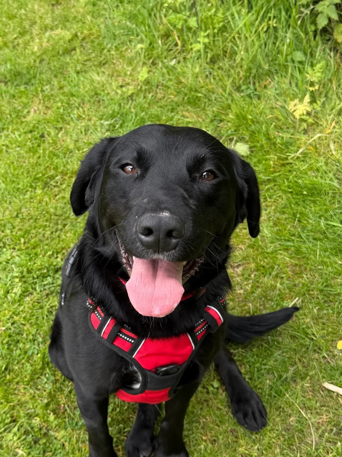 Toad, male young Labrador Retriever for adoption at RSPCA Brighton & The Heart of Sussex