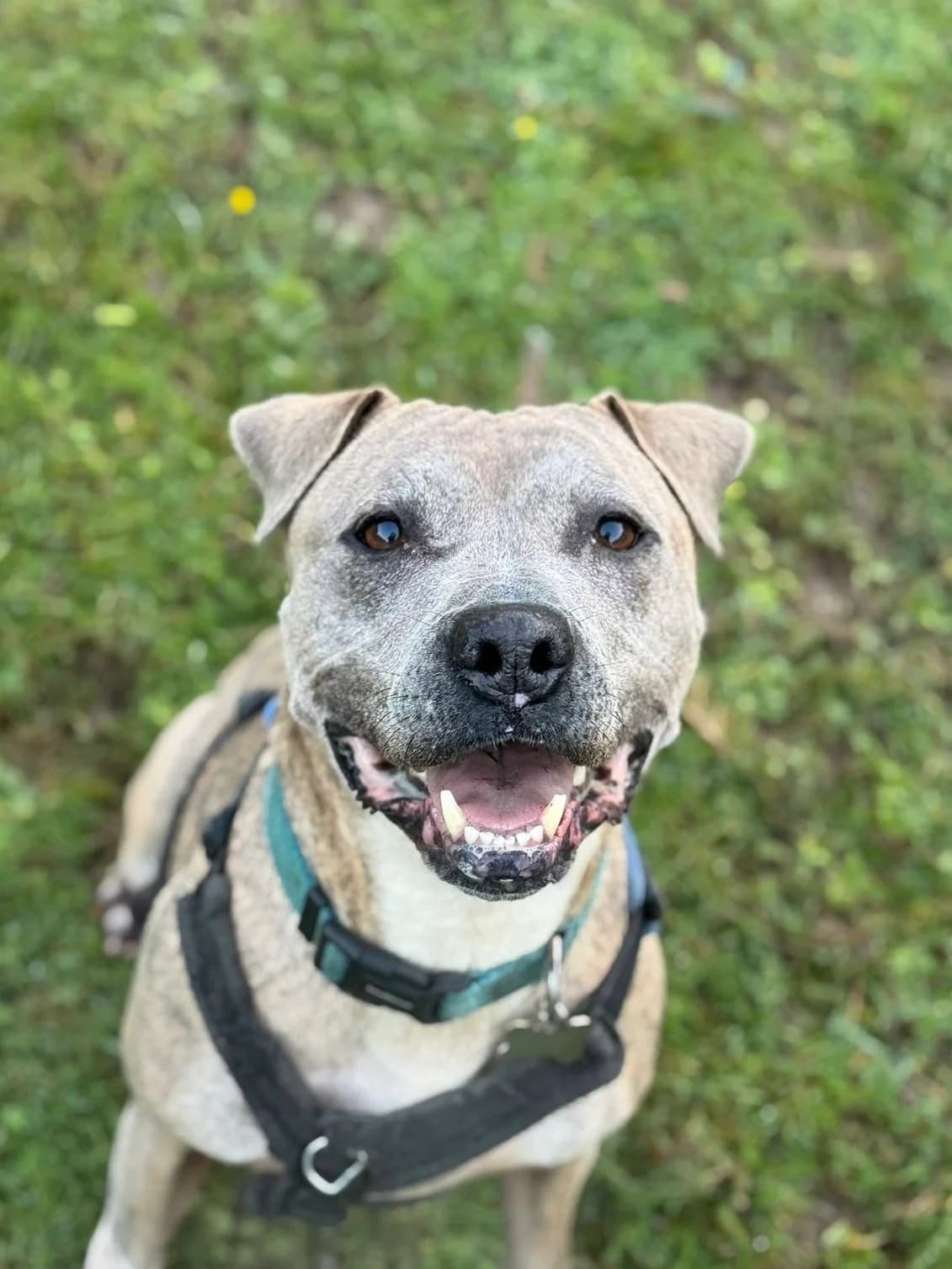 Louie, male 5yo Mixed Breed for adoption at RSPCA Brighton and the Heart of Sussex