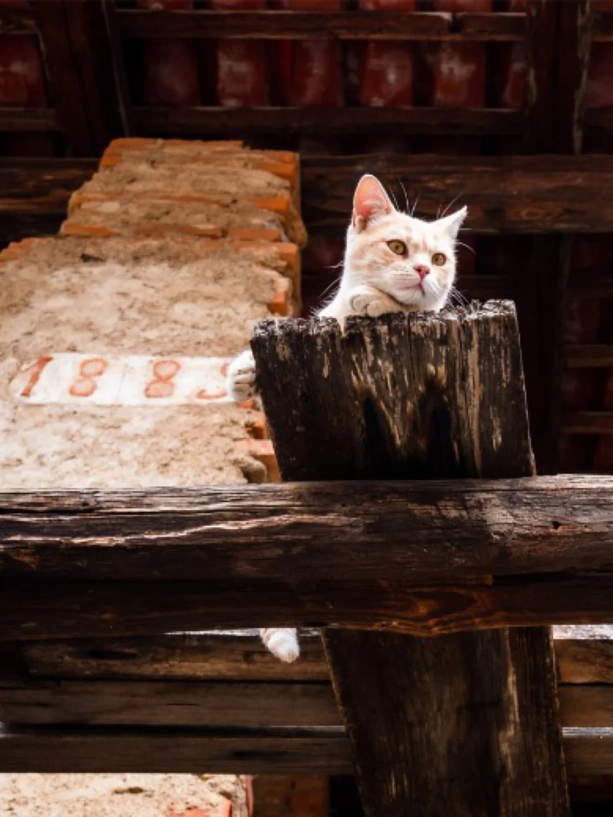 Inbetweener Cats, male Mixed Breed for adoption at RSPCA Brighton and the Heart of Sussex