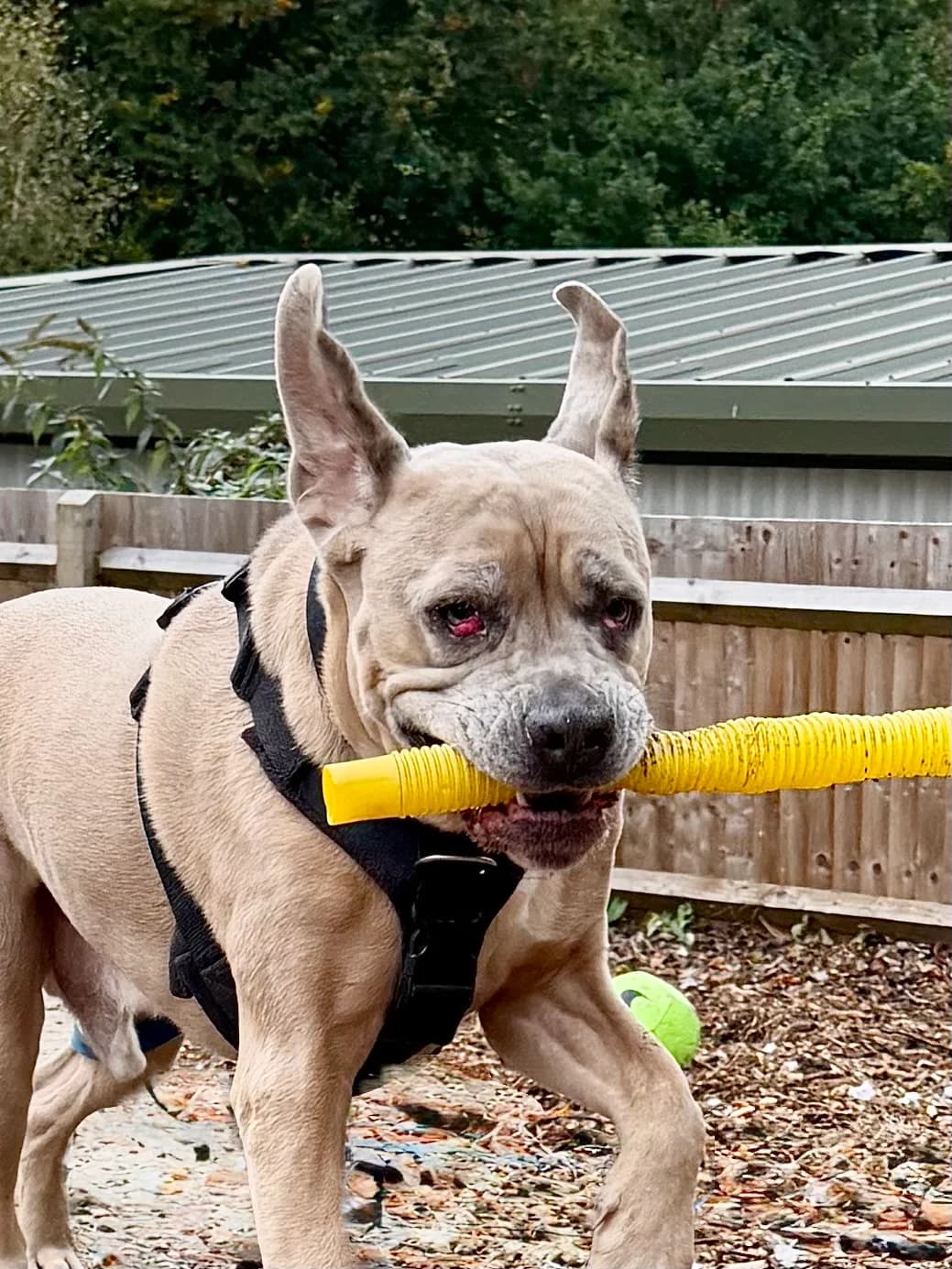 Ralph, female Mixed Breed for adoption at RSPCA Brighton and the Heart of Sussex