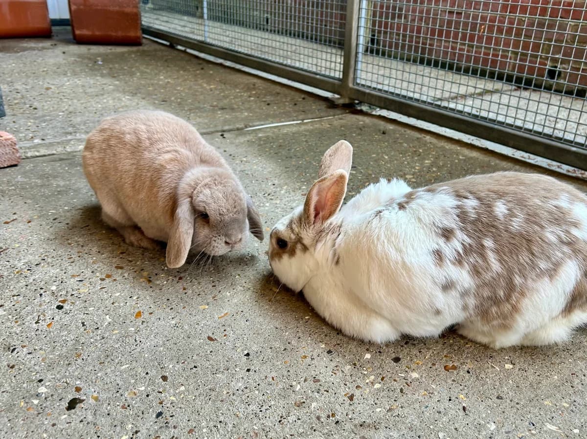 Pashmina & Thumper, female senior Mixed Breed for adoption at RSPCA Brighton and the Heart of Sussex
