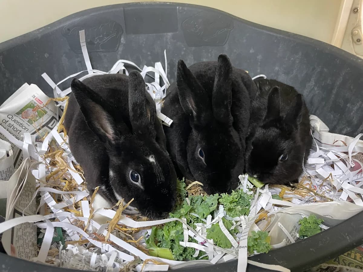 2 Rex Females and a Male Dwarf Rabbit, male Mixed Breed for adoption at RSPCA Brighton and the Heart of Sussex