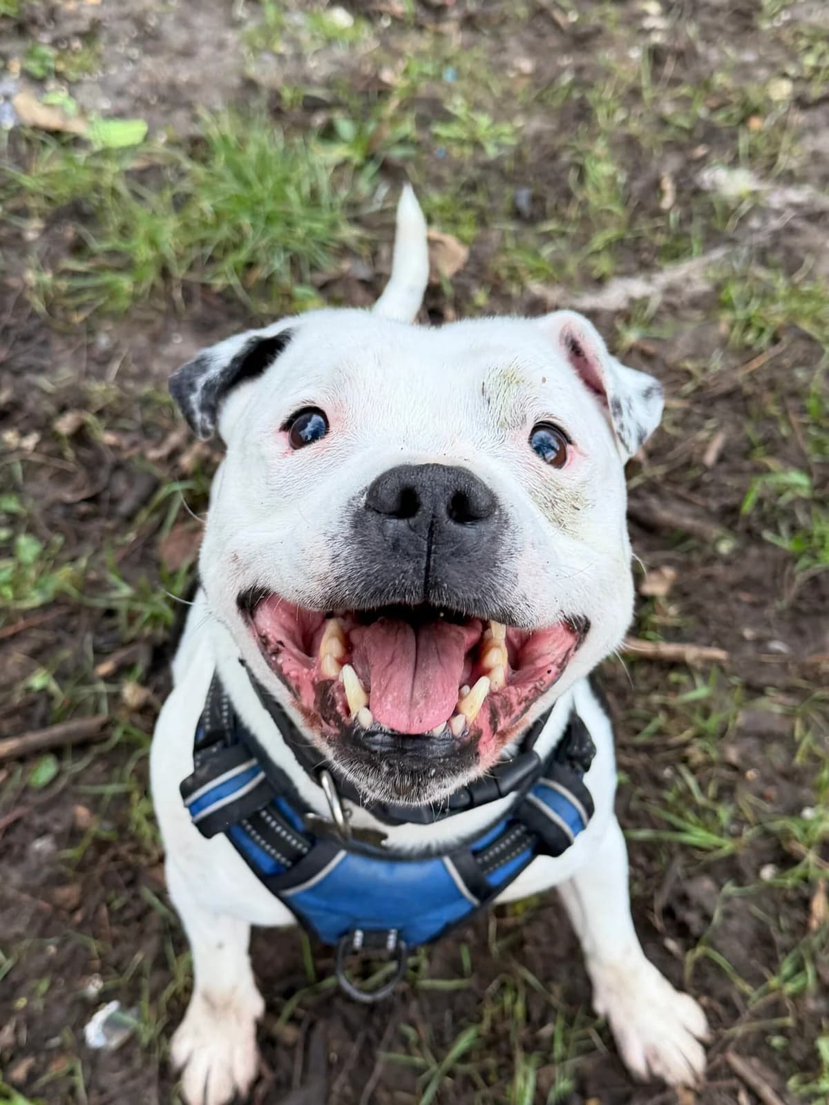 Elwood, male Mixed Breed for adoption at RSPCA Brighton and the Heart of Sussex