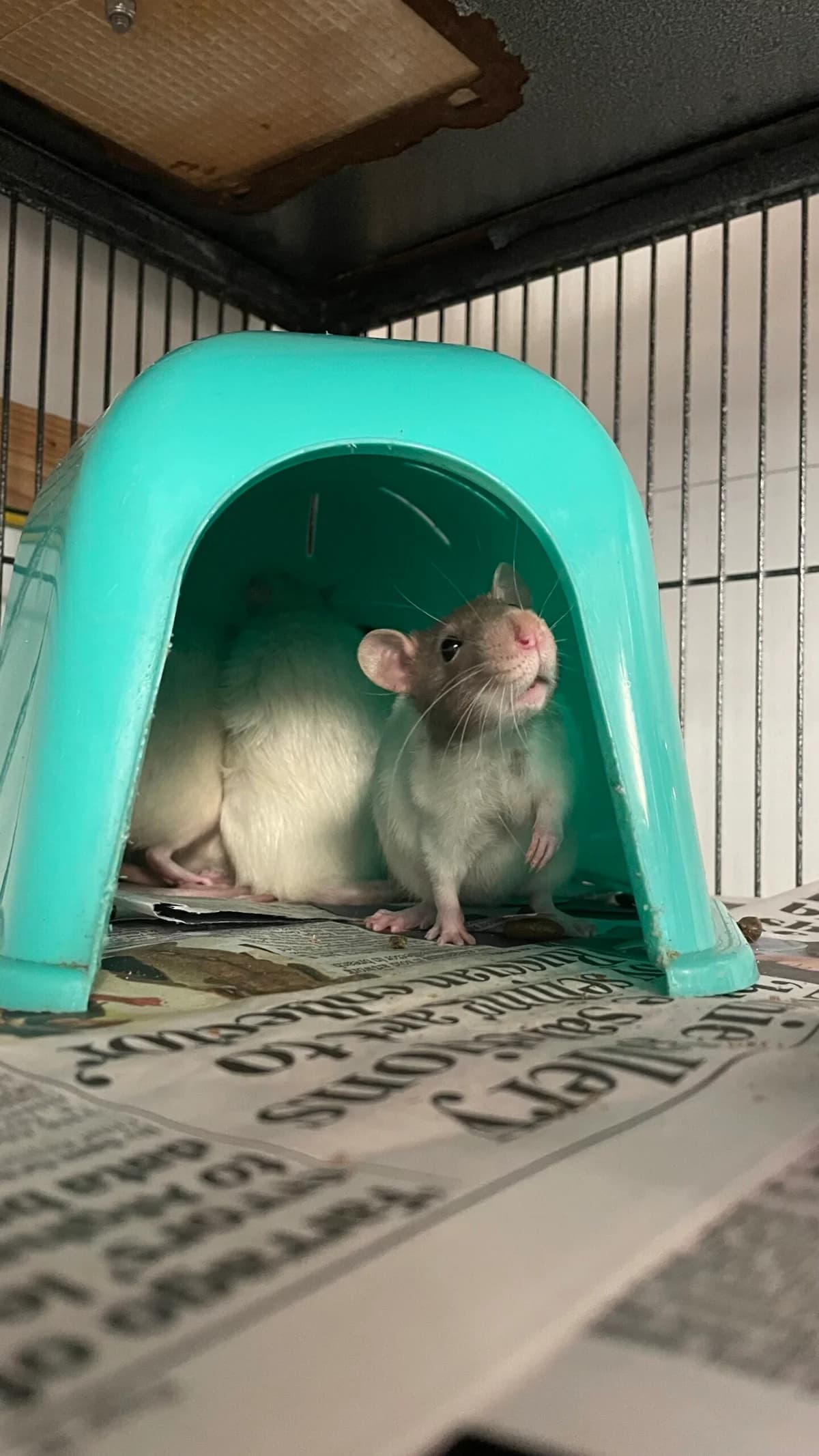 4 Male rats, female Mixed Breed for adoption at RSPCA Brighton and the Heart of Sussex