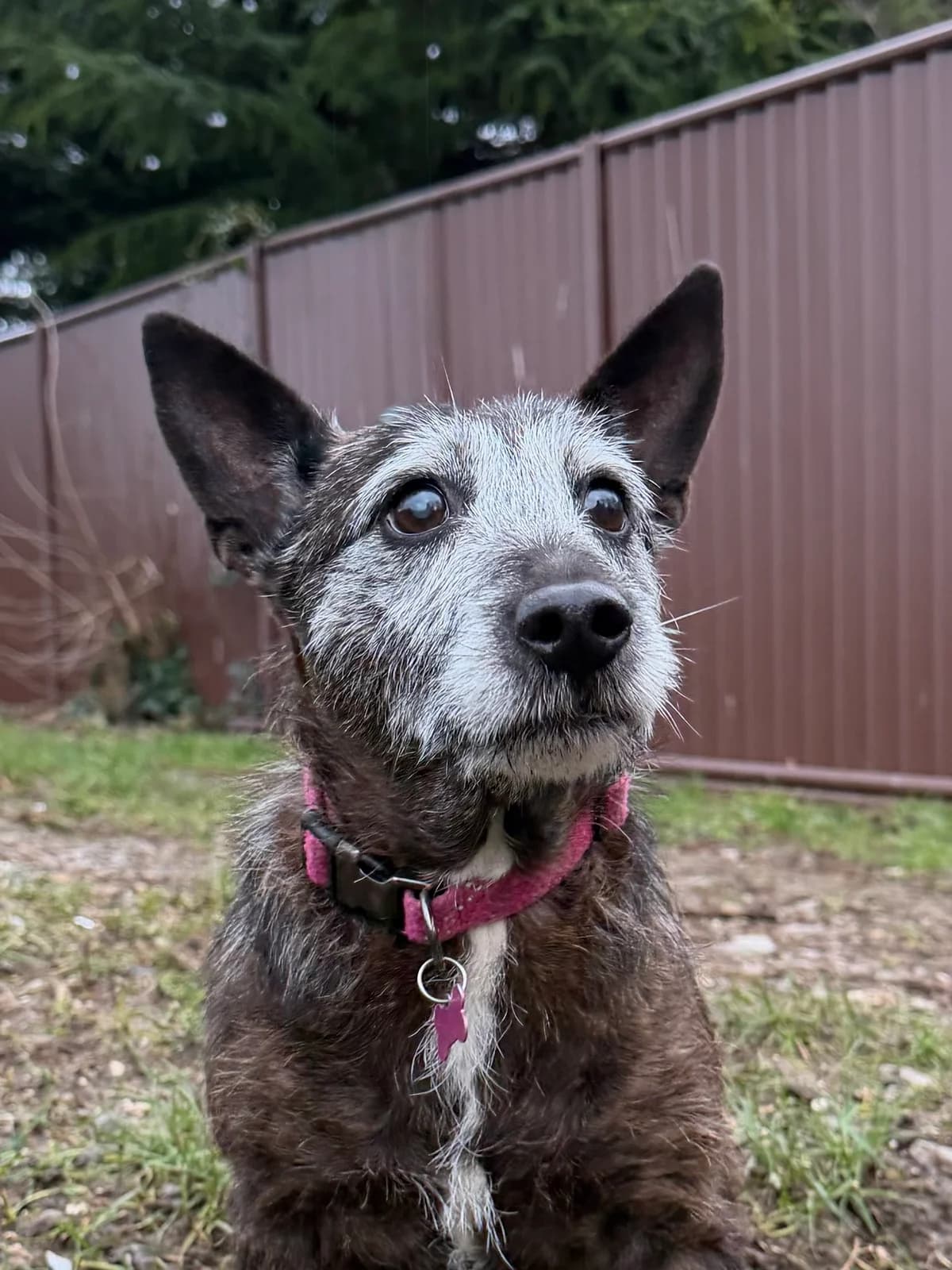 Roxy, female Mixed Breed for adoption at RSPCA Brighton and the Heart of Sussex