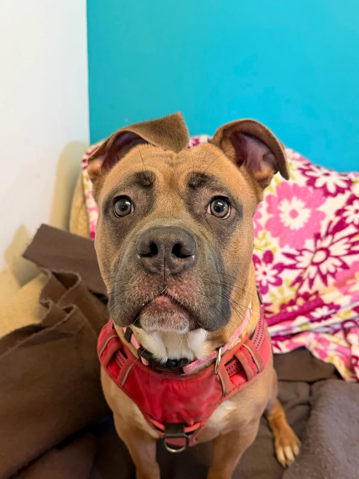 Squiggles, female senior Mixed Breed for adoption at RSPCA Brighton and the Heart of Sussex