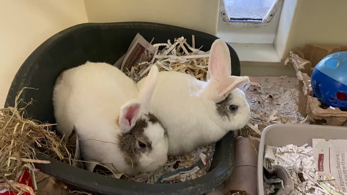 Opal and sapphire, female puppy Mixed Breed for adoption at RSPCA Brighton and the Heart of Sussex