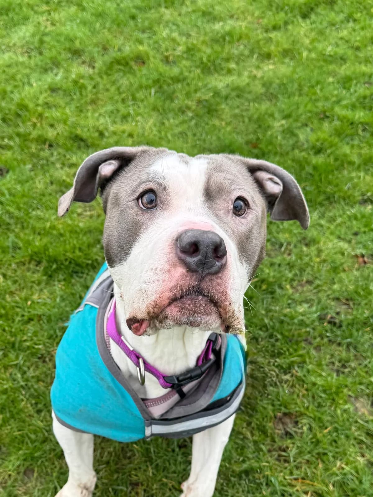 Molly, female Mixed Breed for adoption at RSPCA Brighton and the Heart of Sussex