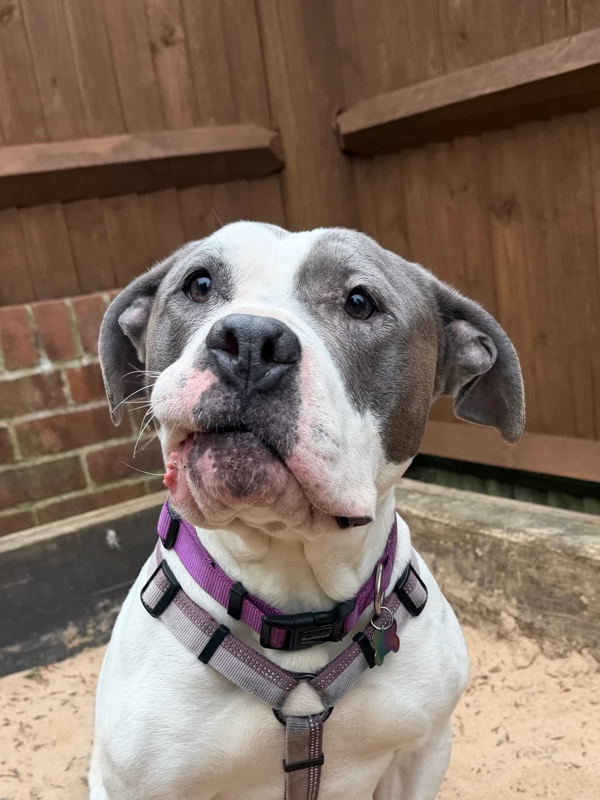 Molly, female Mixed Breed for adoption at RSPCA Brighton and the Heart of Sussex