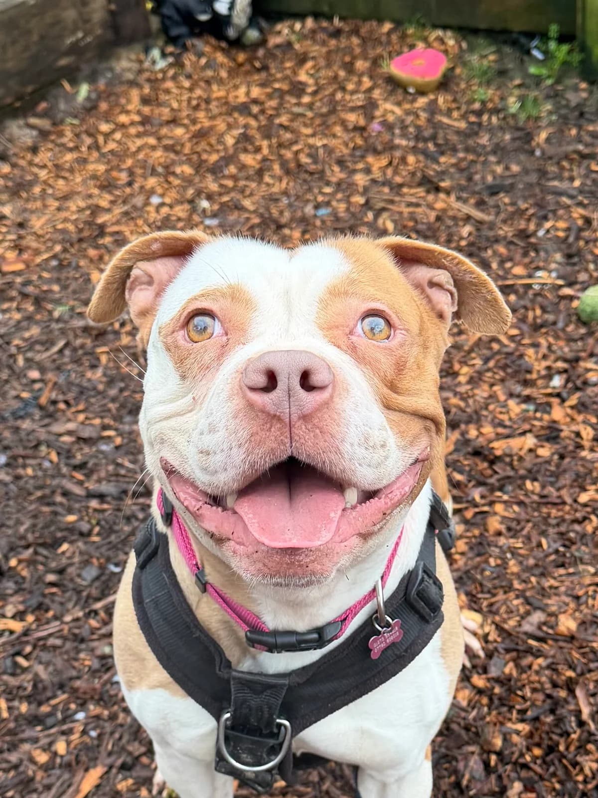 Hopscotch, female Mixed Breed for adoption at RSPCA Brighton and the Heart of Sussex