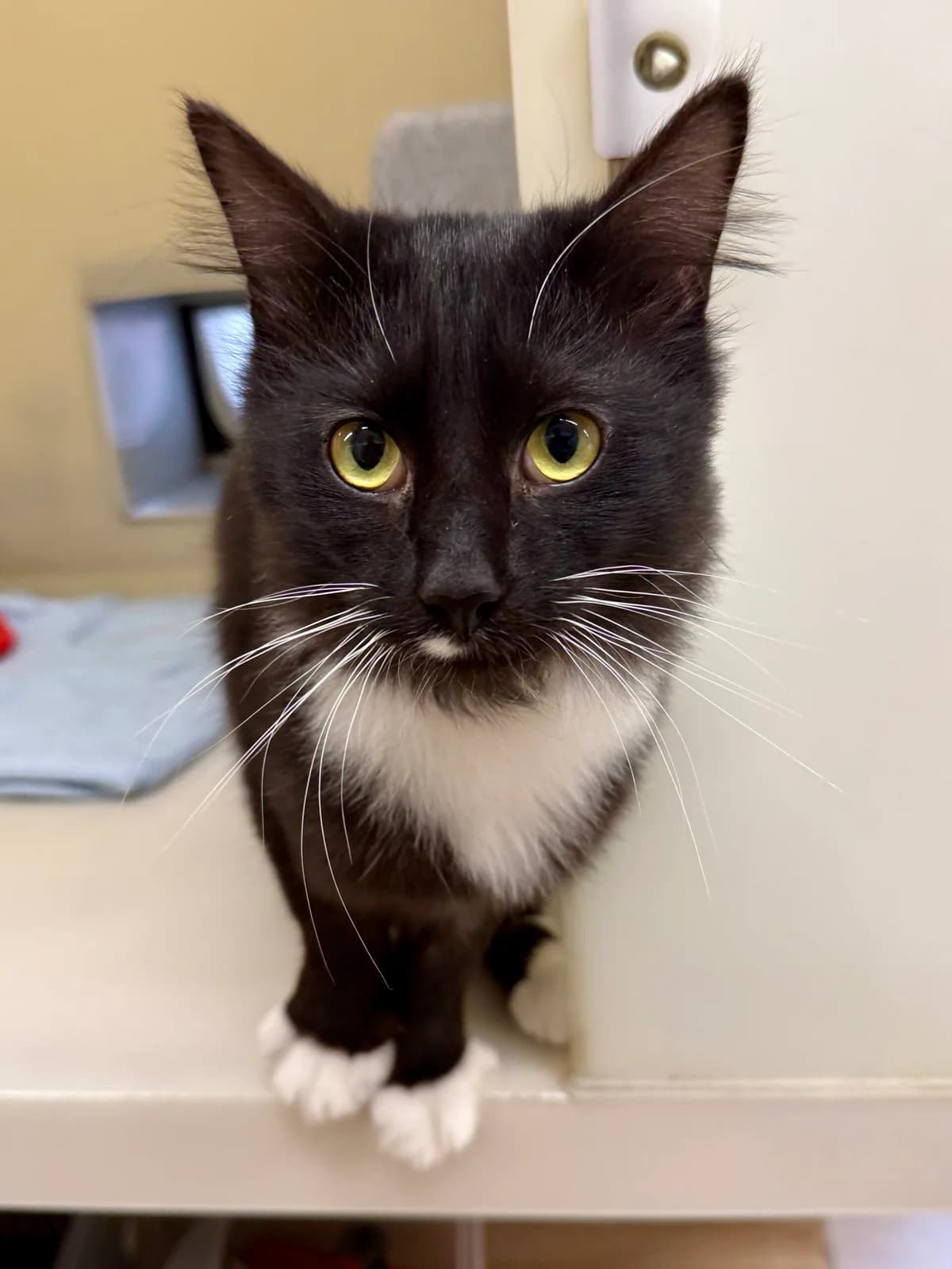 Meme, male Mixed Breed for adoption at RSPCA Brighton and the Heart of Sussex