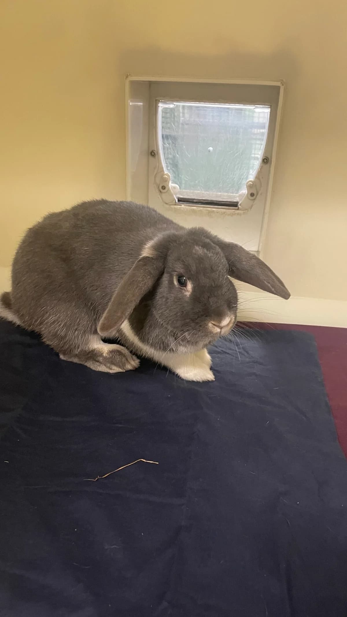Nibbles, female Mixed Breed for adoption at RSPCA Brighton and the Heart of Sussex