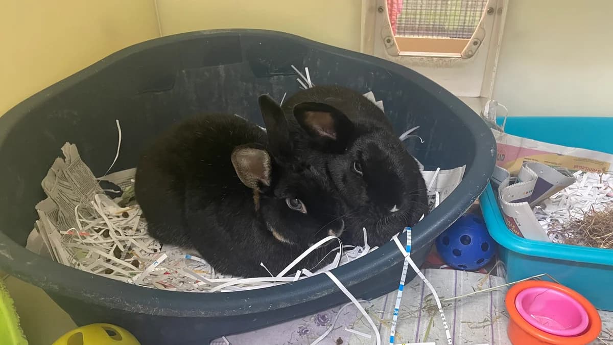Amos and Agnes, 5yo Mixed Breed for adoption at RSPCA Brighton and the Heart of Sussex